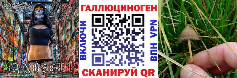 сколько стоит  Балабаново  Галлюциногенные грибы Psilocybine cubensis 